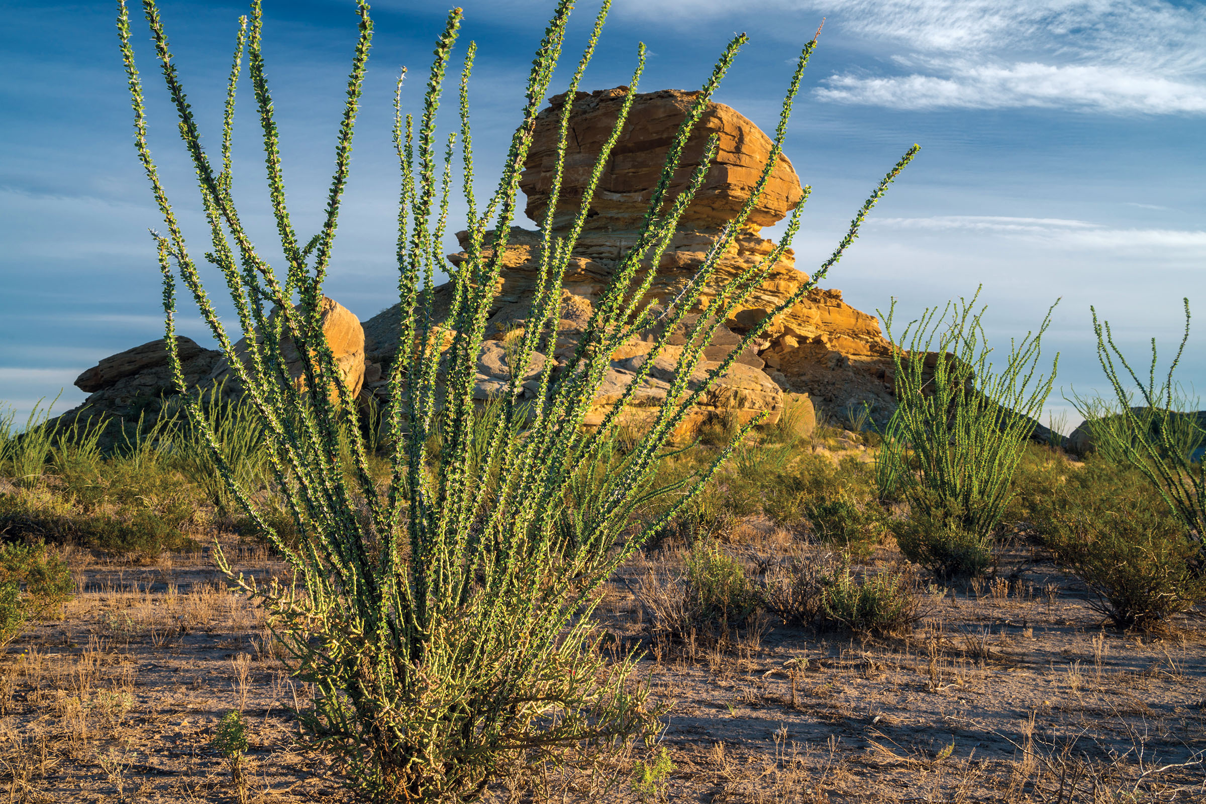 Fleur du désert de Big Bend : Fleurs : Big Bend National Park : Texas :  États-Unis 