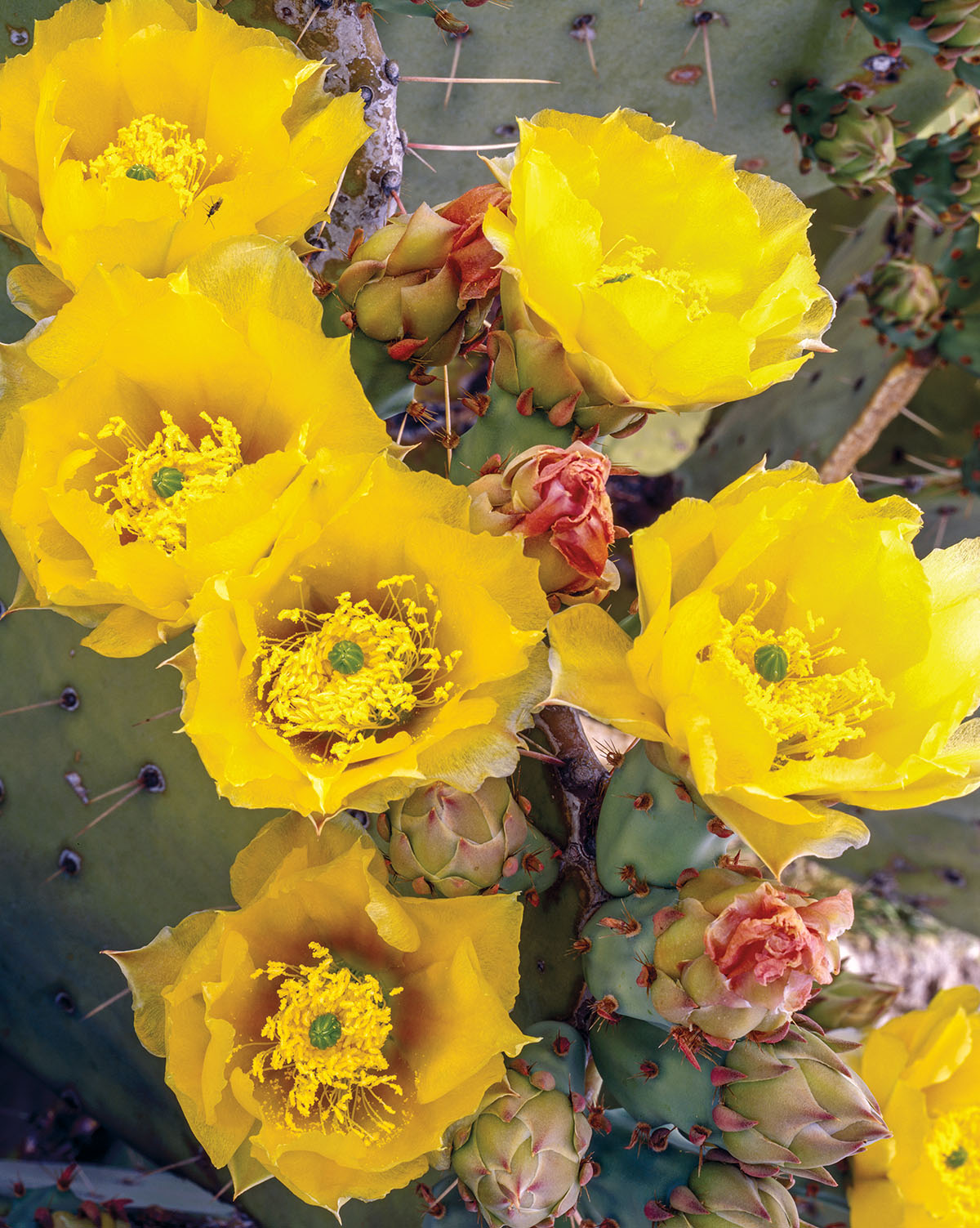 Fleur du désert de Big Bend : Fleurs : Big Bend National Park : Texas :  États-Unis 