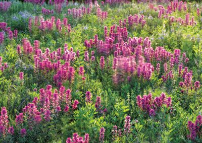 Discover the Natural Beauty of These Iconic Texas Wildflowers