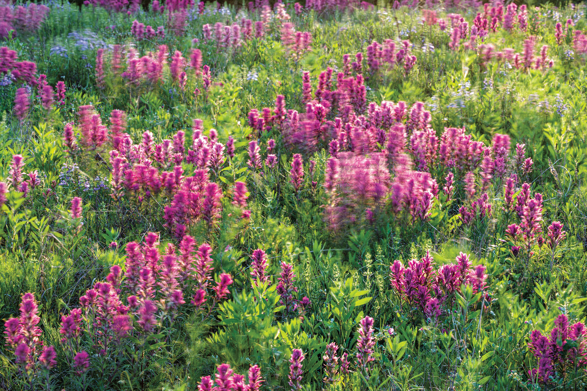 Purple Indian Paintbrush