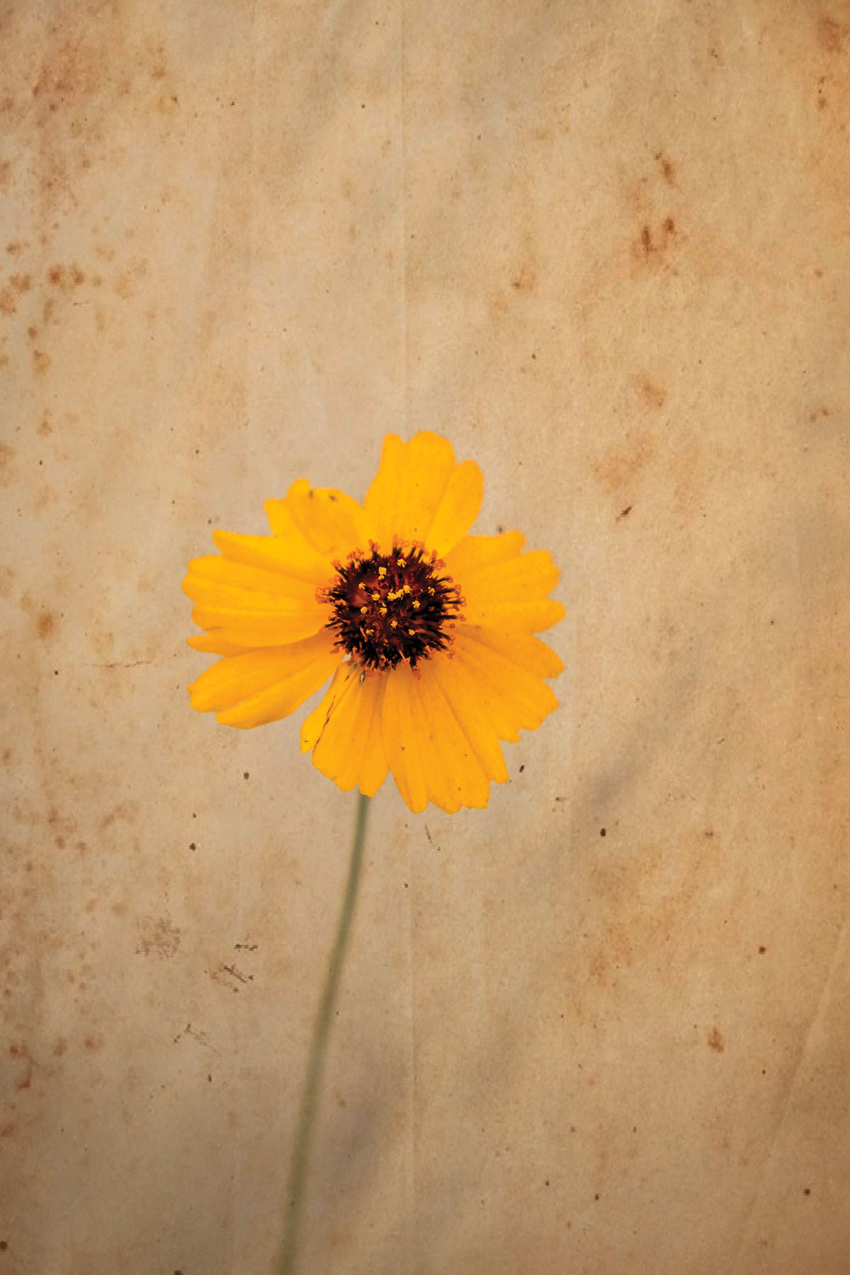 A Monarch Butterfly Takes Flight in a Time of Grief