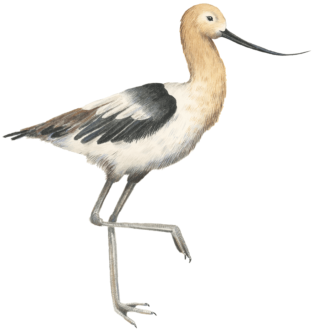 An illustration of an American avocet