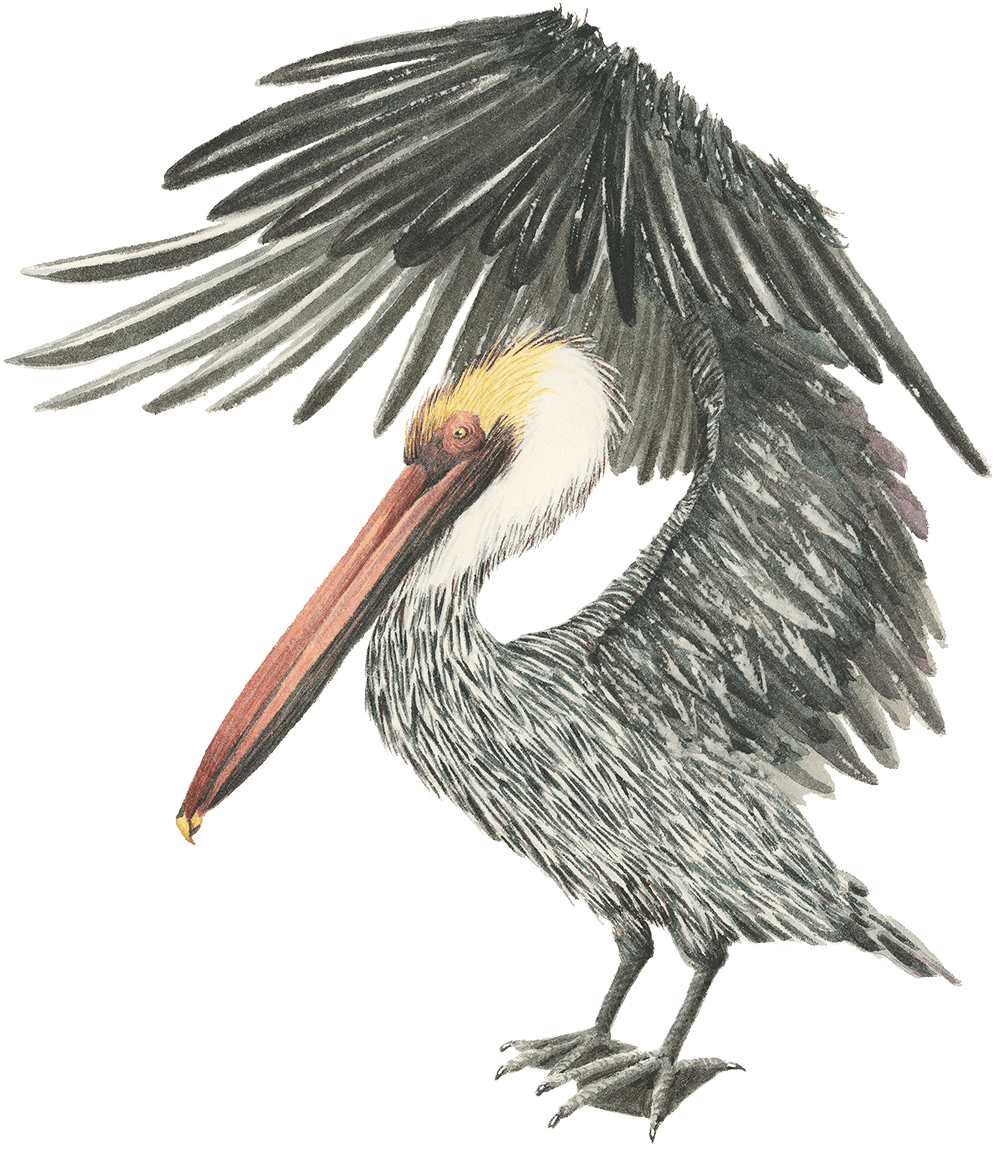 An illustration of a brown pelican