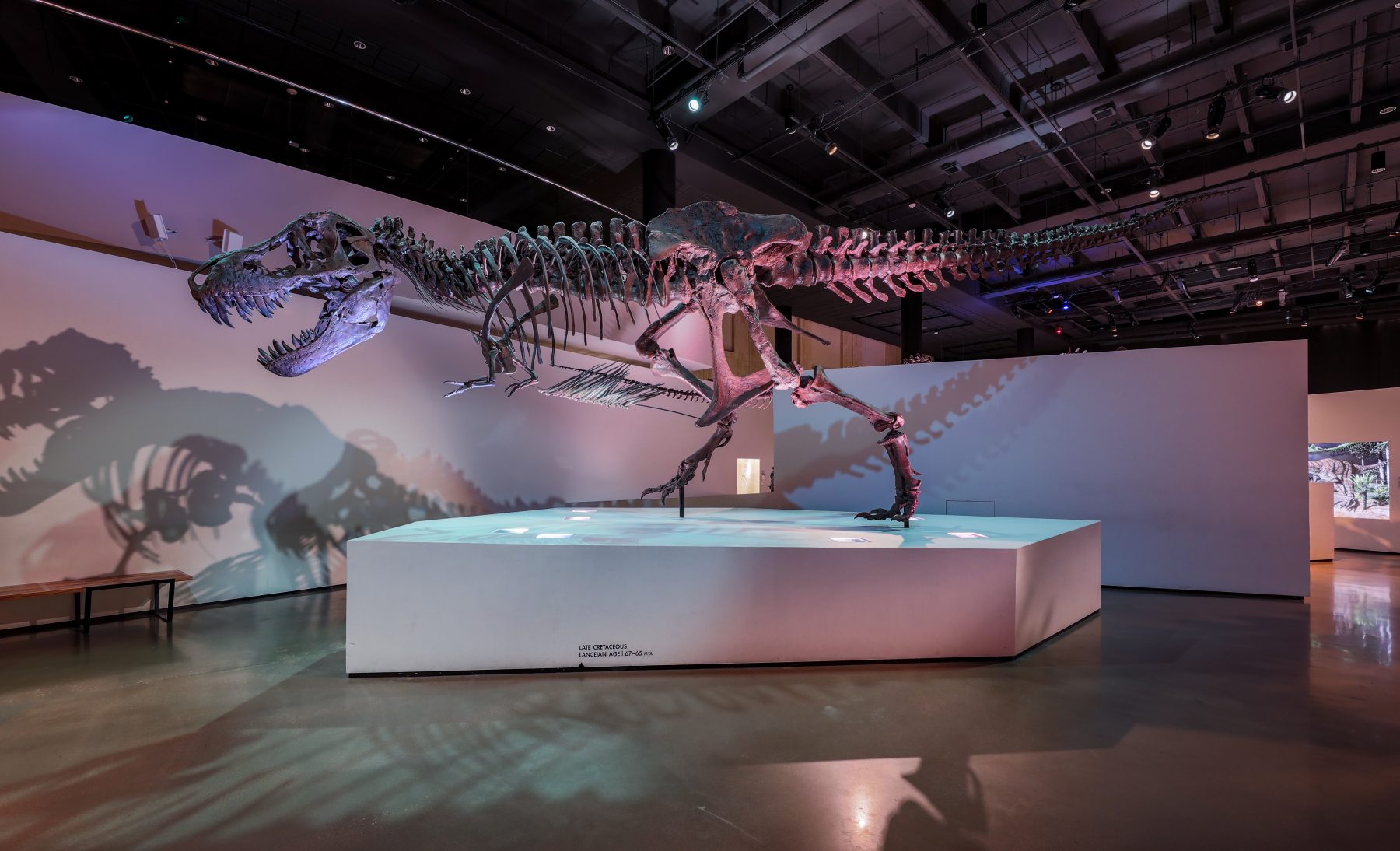 Dinosaurs casts from Paleo Hall are some of the things you can view virtually at the Houston Museum of Natural Science. Photo courtesy of the Houston Museum of Natural Science/Mike Rathke