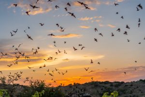 White-Nose Syndrome Targets Texas’ Beloved Bats