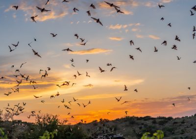 White-Nose Syndrome Targets Texas’ Beloved Bats