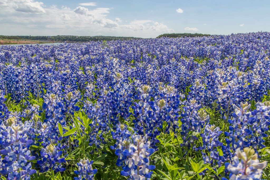 Wildflower Bloom