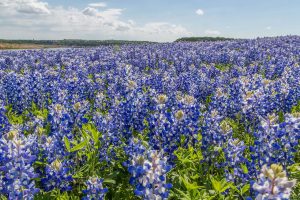 Warm Winter Brings Early Wildflower Bloom to Texas This Spring
