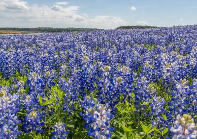 The Wildflowers of Texas: Our Top 20 Field Guide