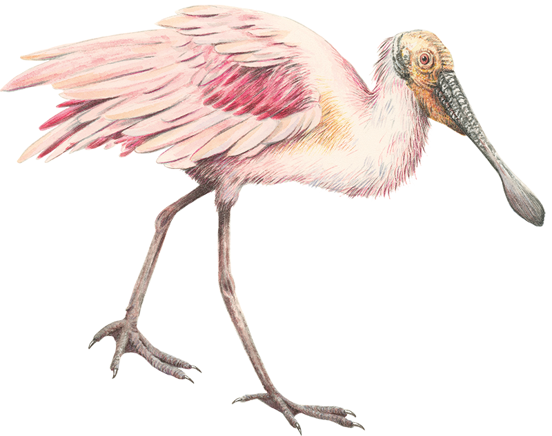 An illustration of a roseate spoonbill