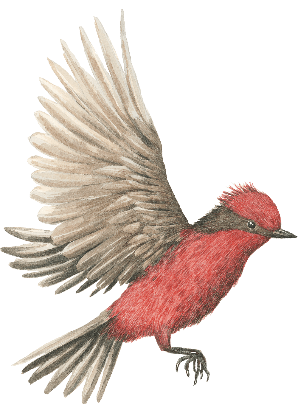 An illustration of a Vermillion flycatcher