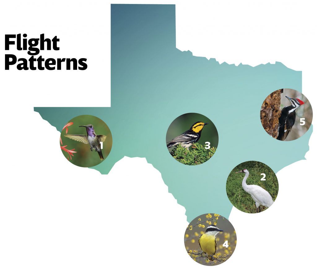 bird trip report texas