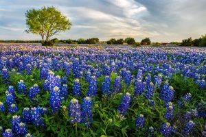 From Bluebonnets to Pecans to 42? Texas Can’t Get Enough of Its State Symbols