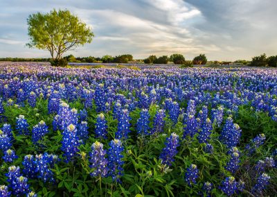 From Bluebonnets to Pecans to 42? Texas Can’t Get Enough of Its State Symbols