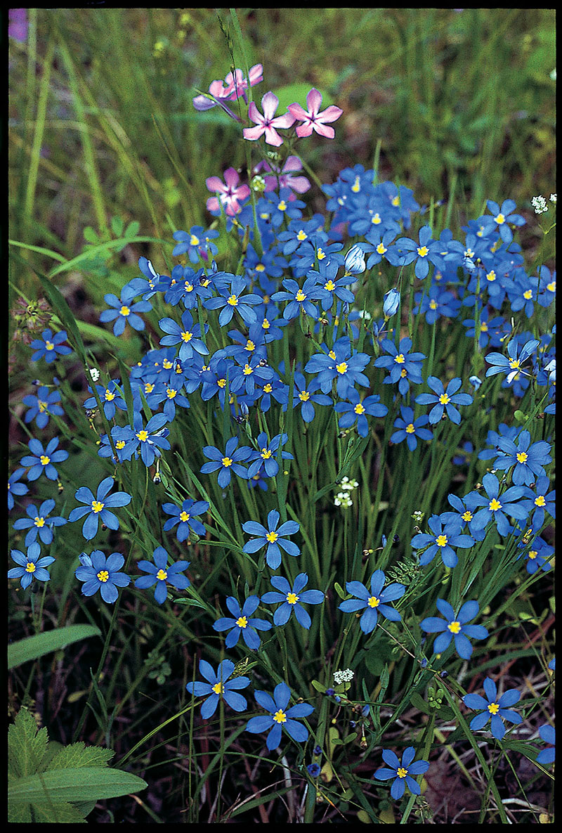 Wildflowers of Texas