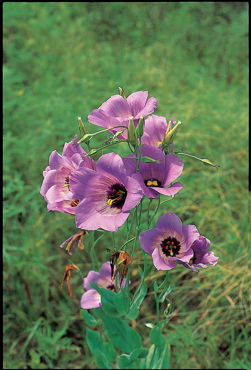 purple wildflowers identification