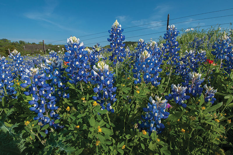 texas bush with yellow flowers