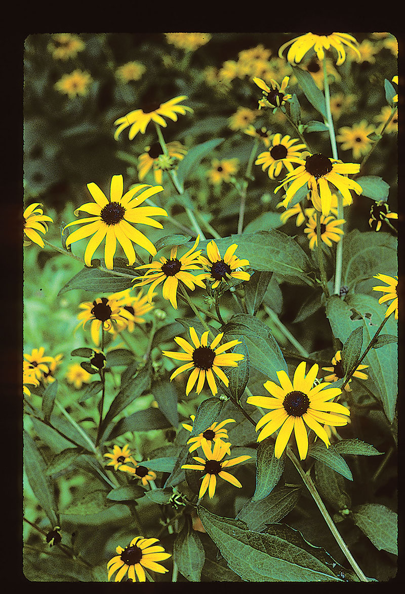 Yellow And Orange Texas Wildflowers | Best Flower Site