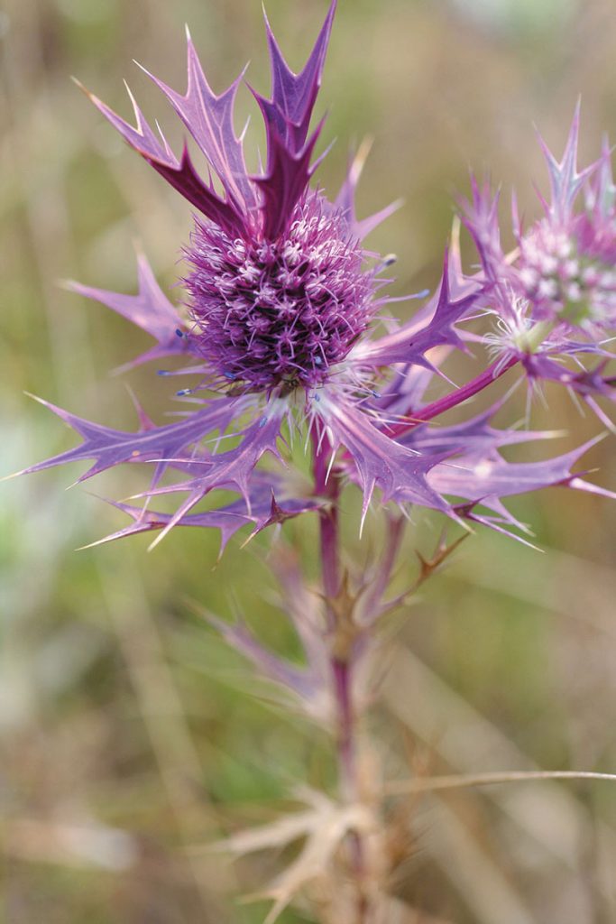Wildflowers of Texas