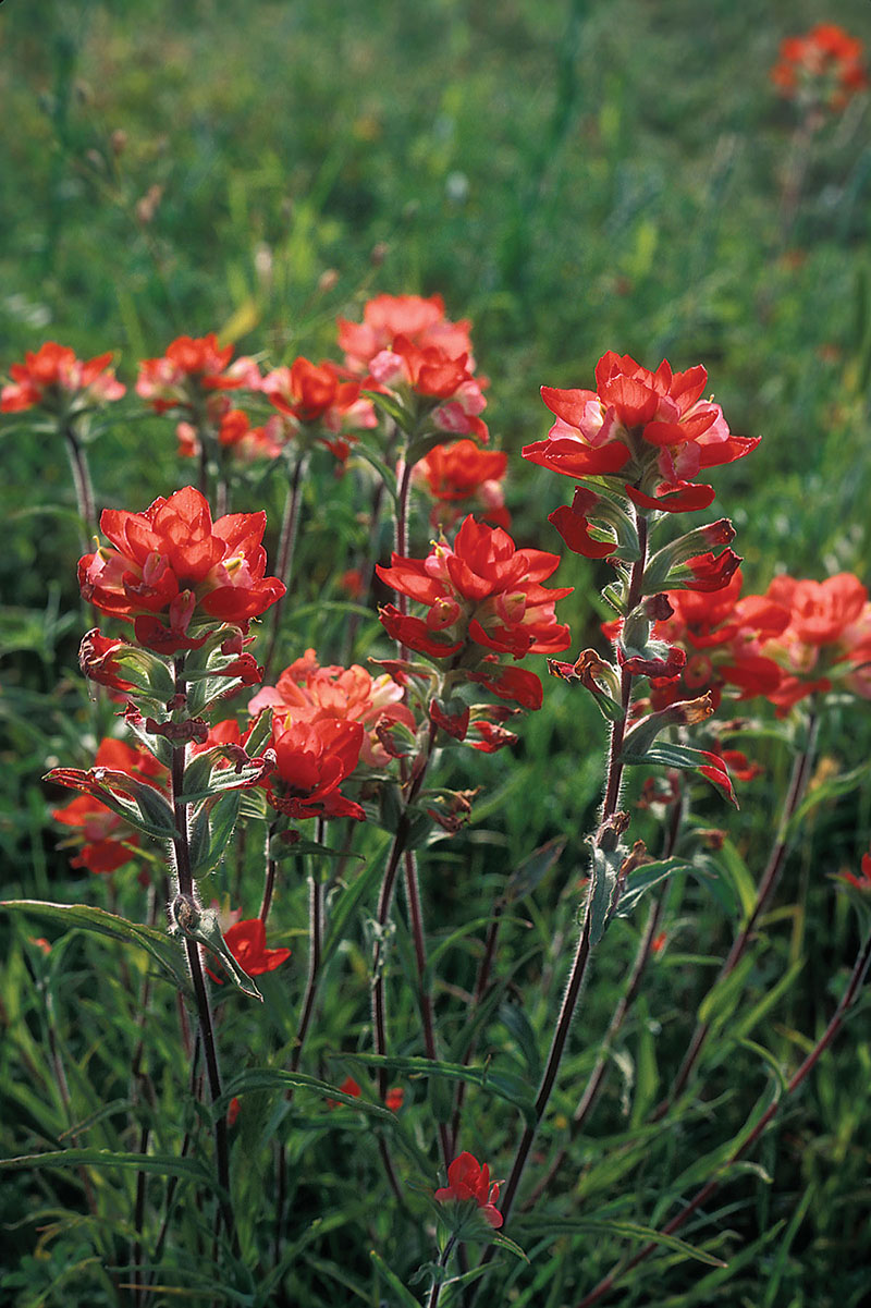 Identifying Texas Wildflowers Indian Paintbrush 