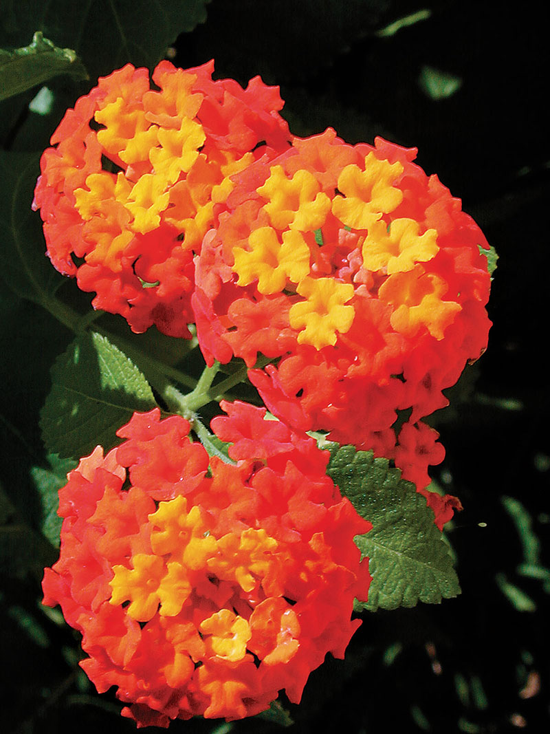 Texas Wild Flower Bush, Hobby Lobby