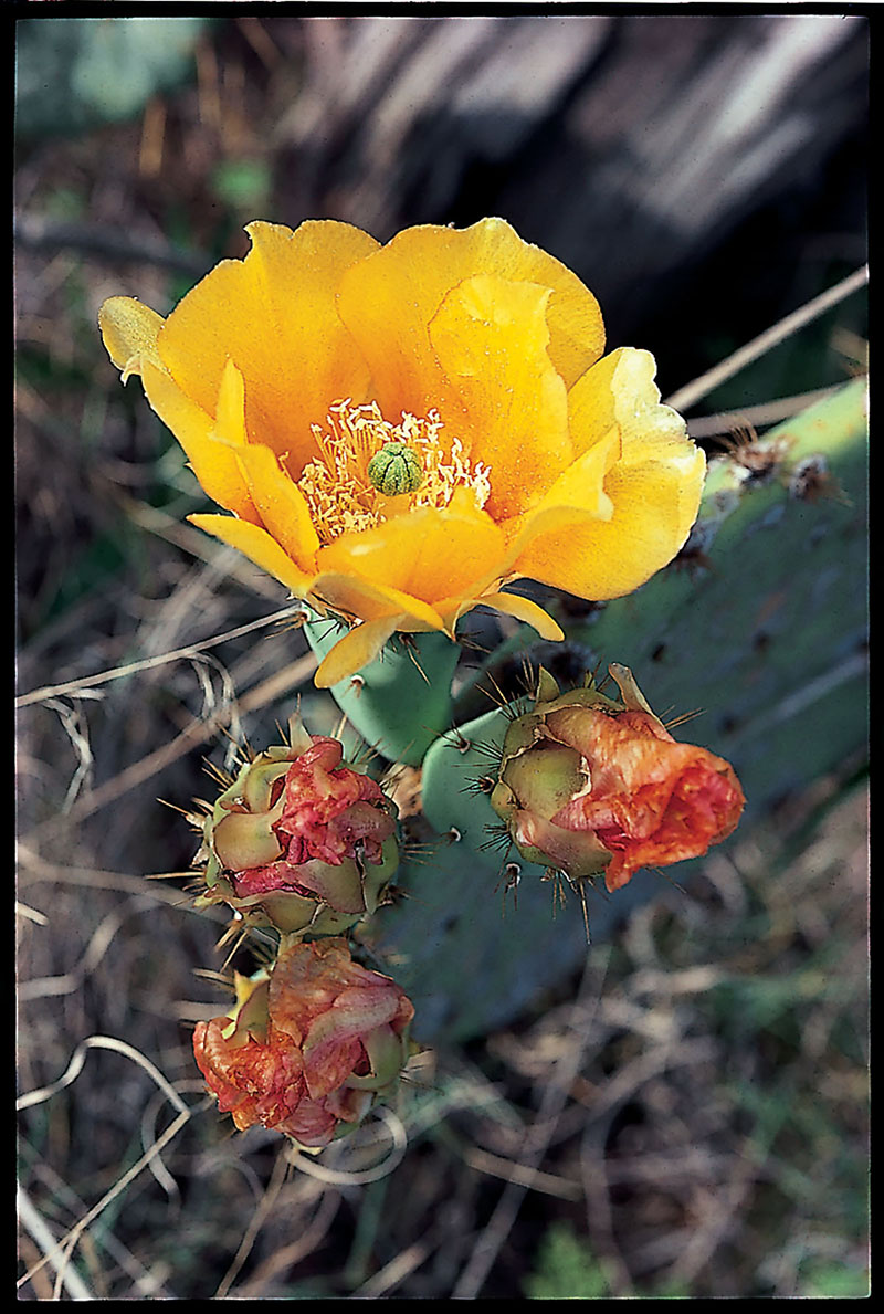 Wildflowers — Texas Parks & Wildlife Department