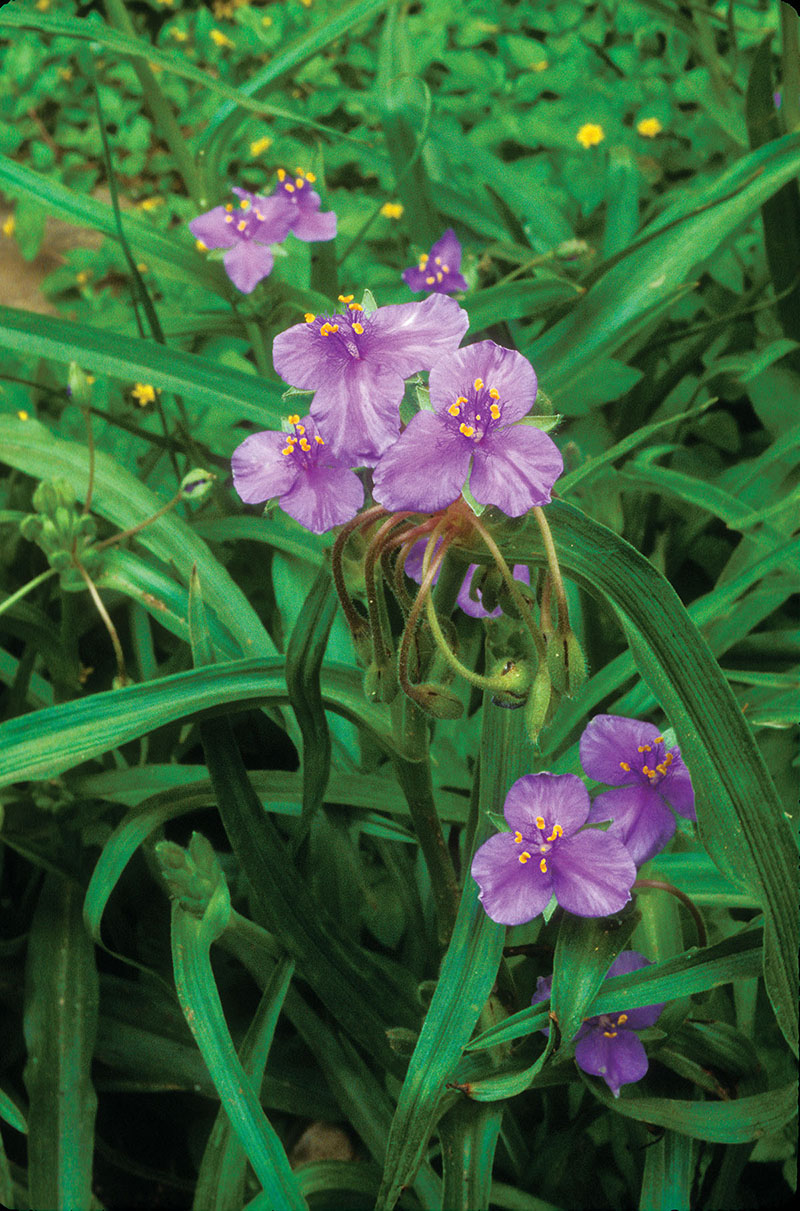 Wildflowers — Texas Parks & Wildlife Department