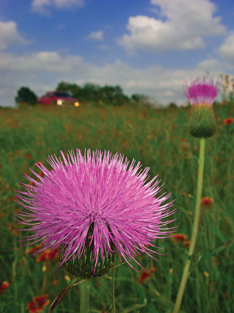 Now Is the Time to Plant Wildflowers in Texas. Here's How to Do It Right. –  Texas Monthly