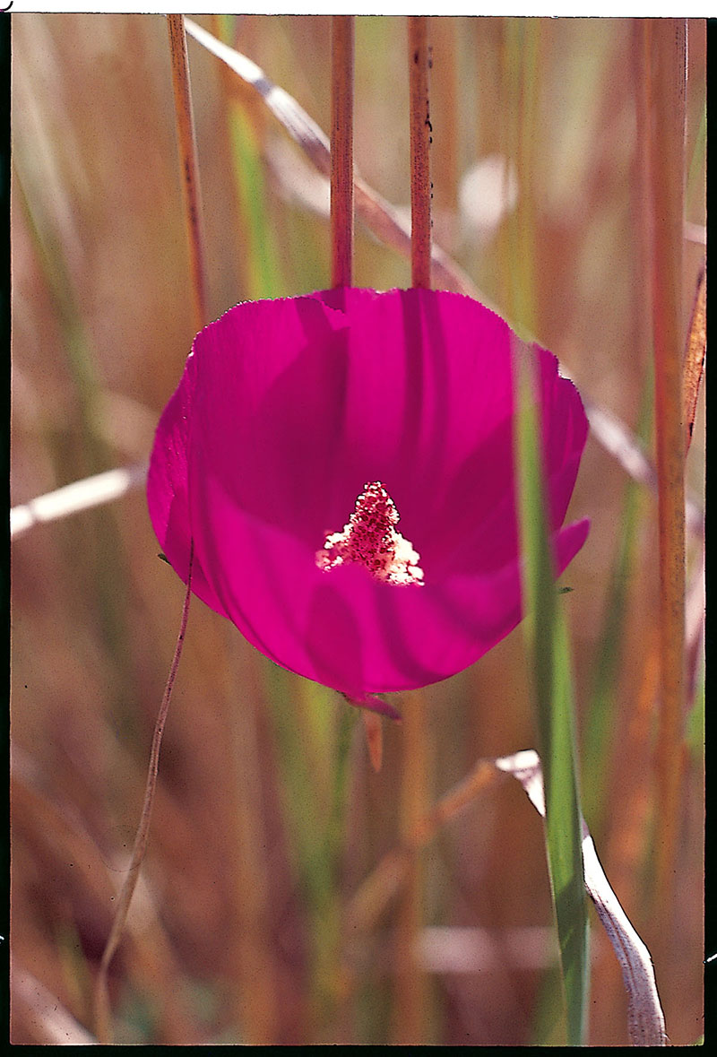 Wildflowers — Texas Parks & Wildlife Department