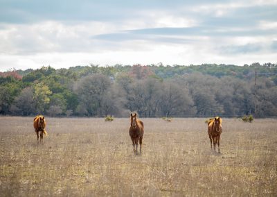 Kendall County Proves Parts of the Hill Country Are Still Wild
