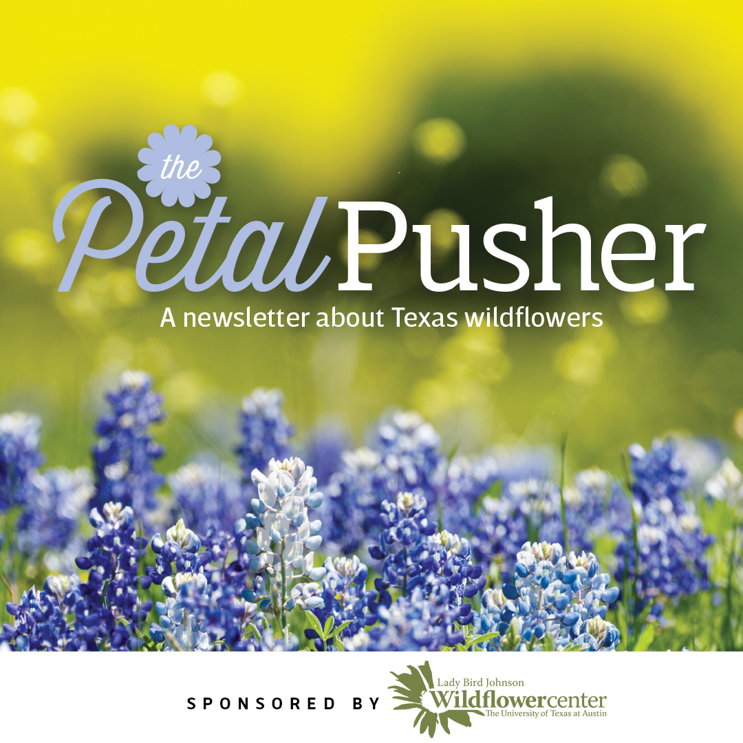 Introducing the Petal Pusher newsletter from Texas Highways Magazine