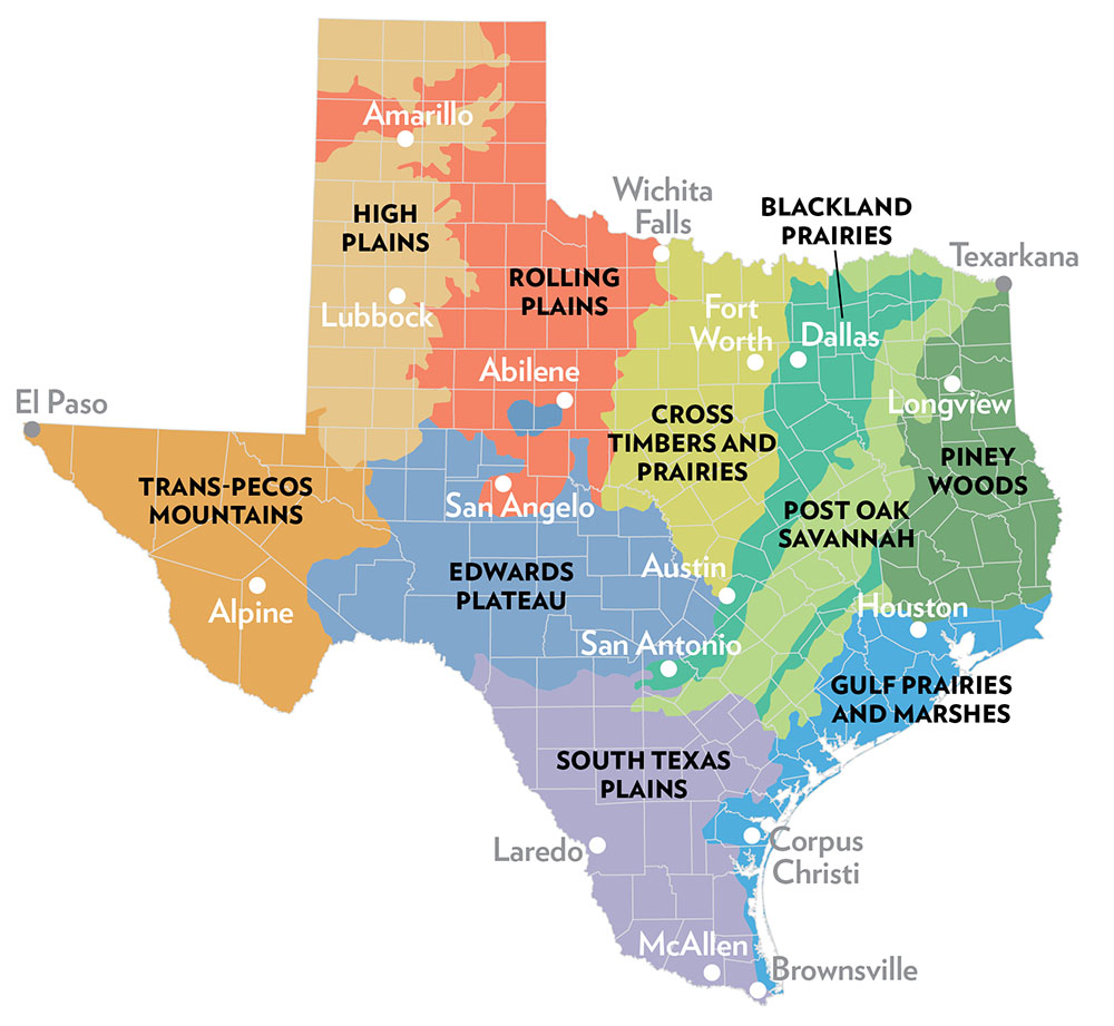 A map showing the vegetational areas of Texas and major cities