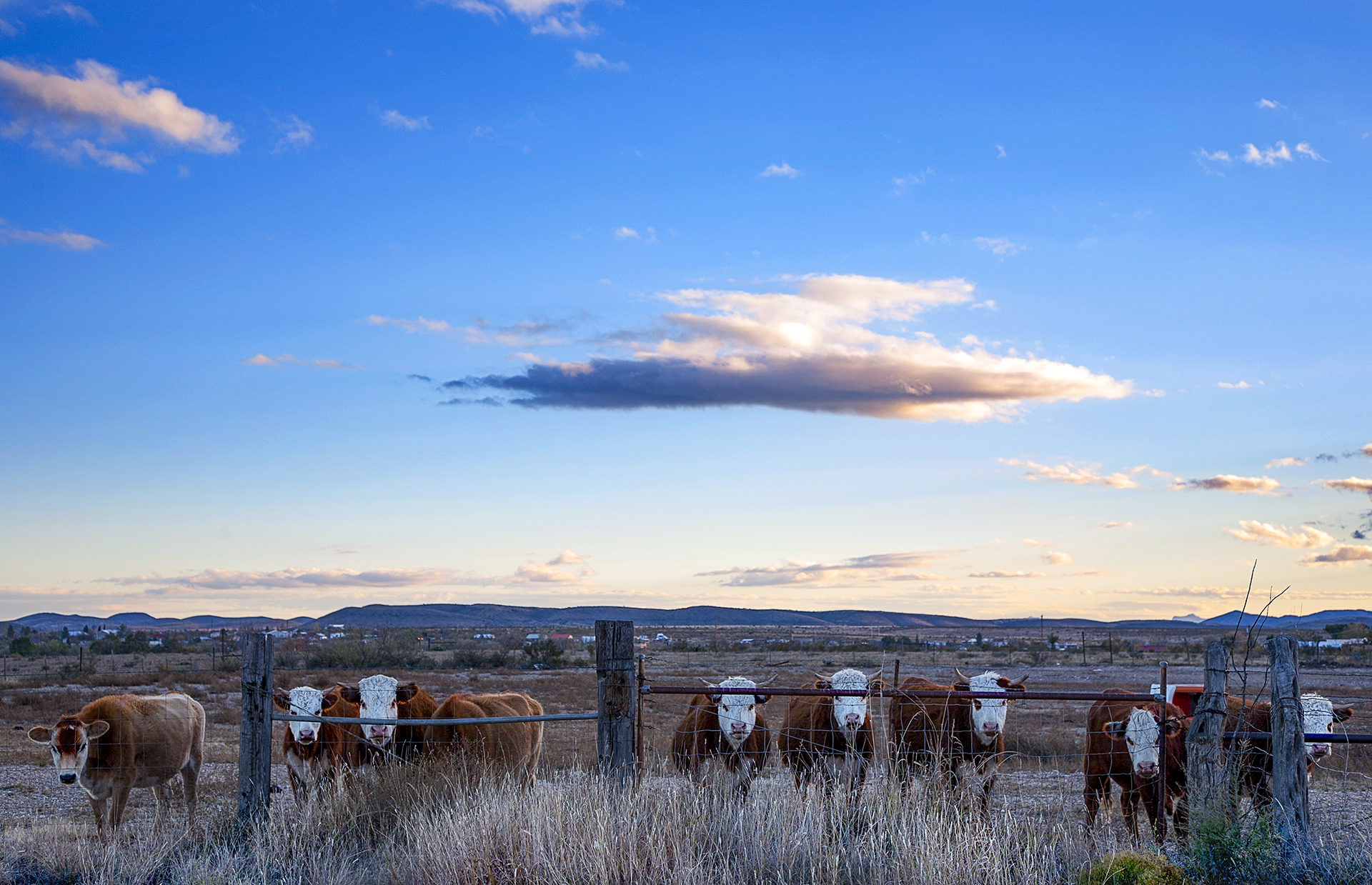 Cows stand along the post road in Marathon