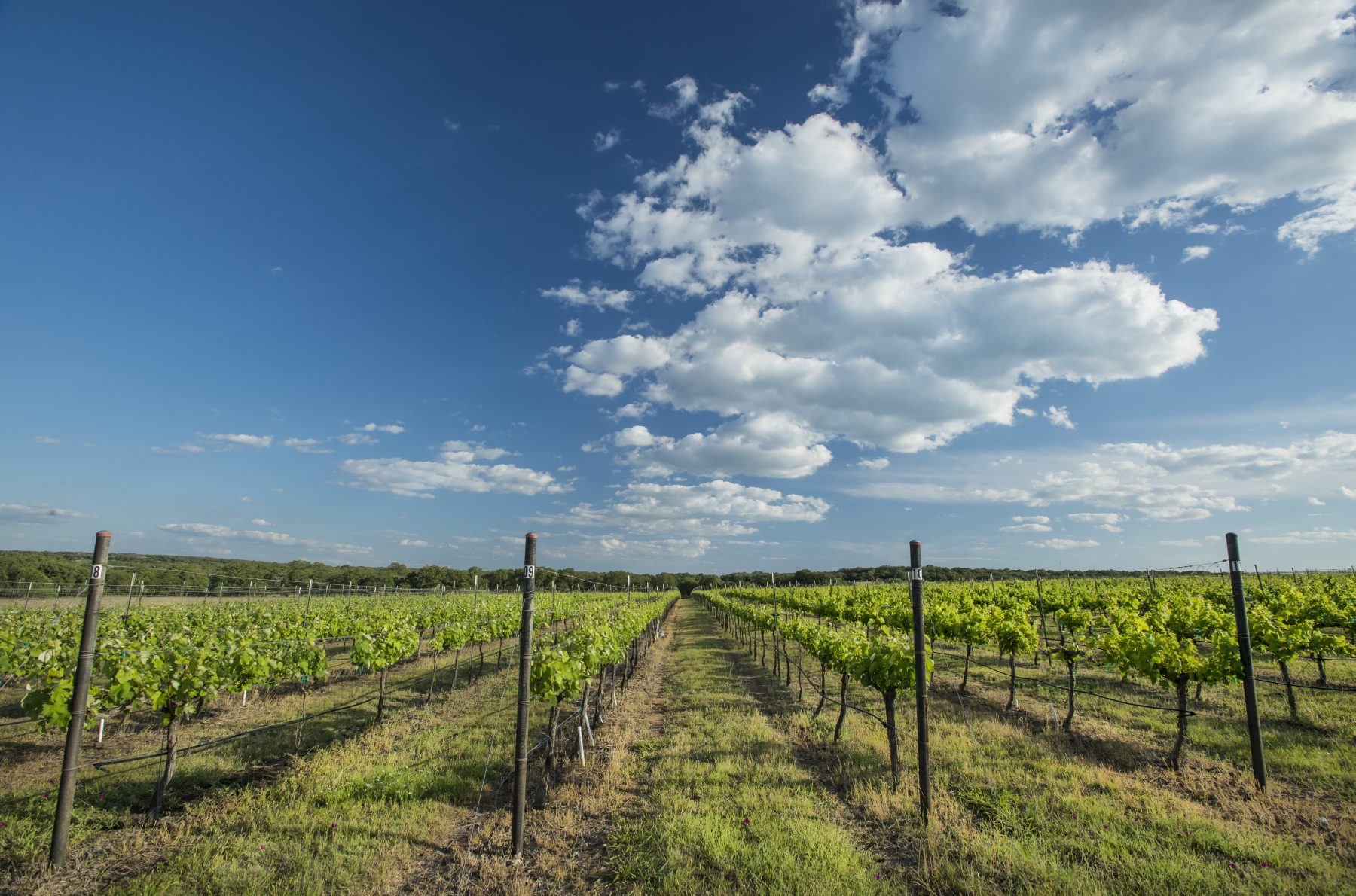 The vineyard at Pedernales Cellars. Photo courtesy Texas Fine Wine.