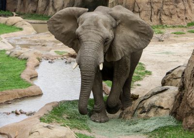 5 Ways to Watch Texas Zoo Animals at Home