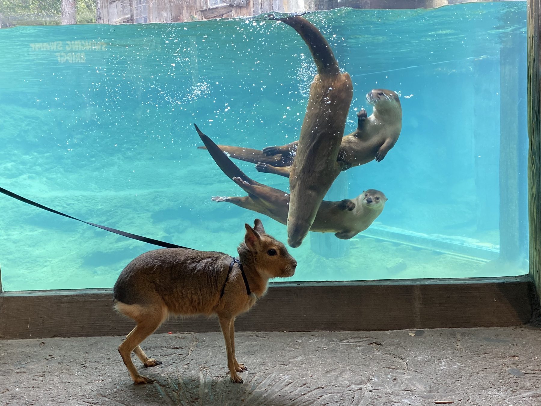 A Patagonian mara visits otters at the Fort Worth Zoo. Photo courtesy Fort Worth Zoo.