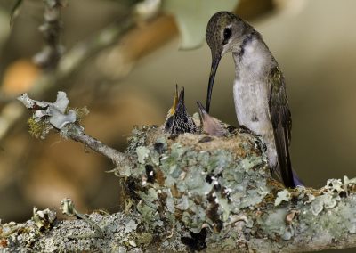 How to Become a Backyard Birder to Enliven Life at Home