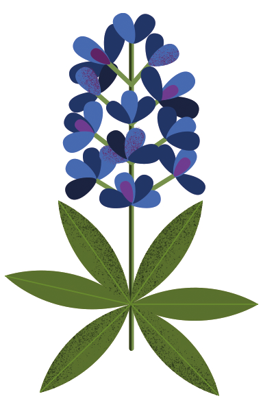 An illustration of a bluebonnet