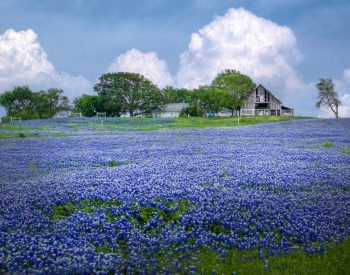 Readers Share Their Favorite Wildflower Photos - Texas Highways