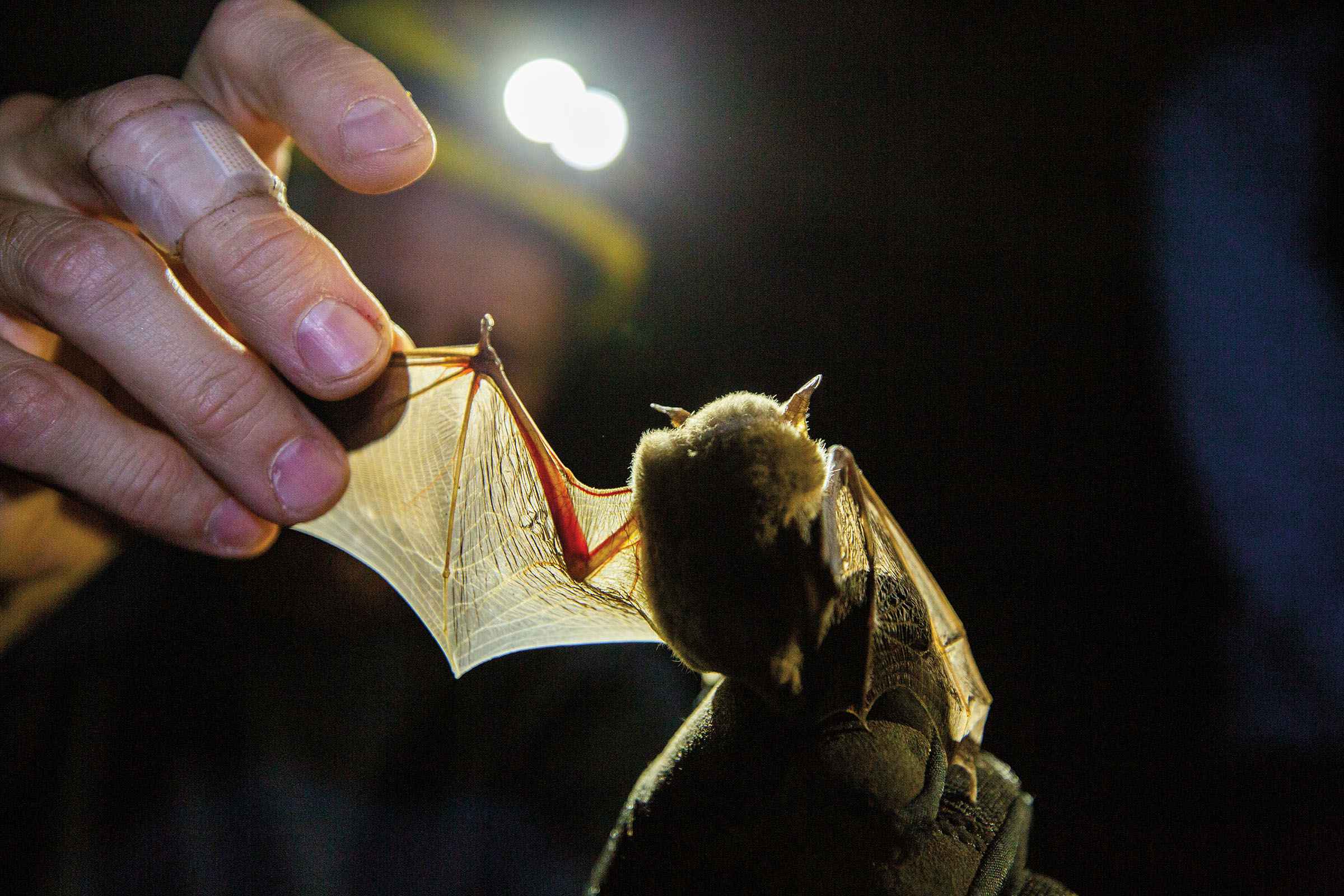 A tri-colored bat in Deep Cave.