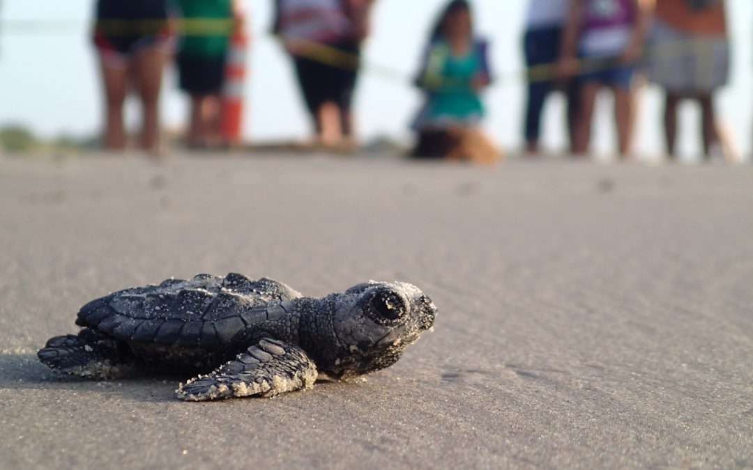 COVID-19 Makes it Harder to Track Kemp’s Ridley Sea Turtles on Padre Island