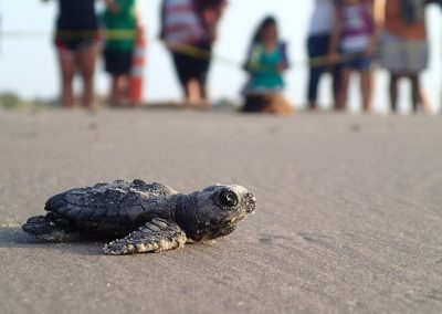 COVID-19 Makes it Harder to Track Kemp’s Ridley Sea Turtles on Padre Island