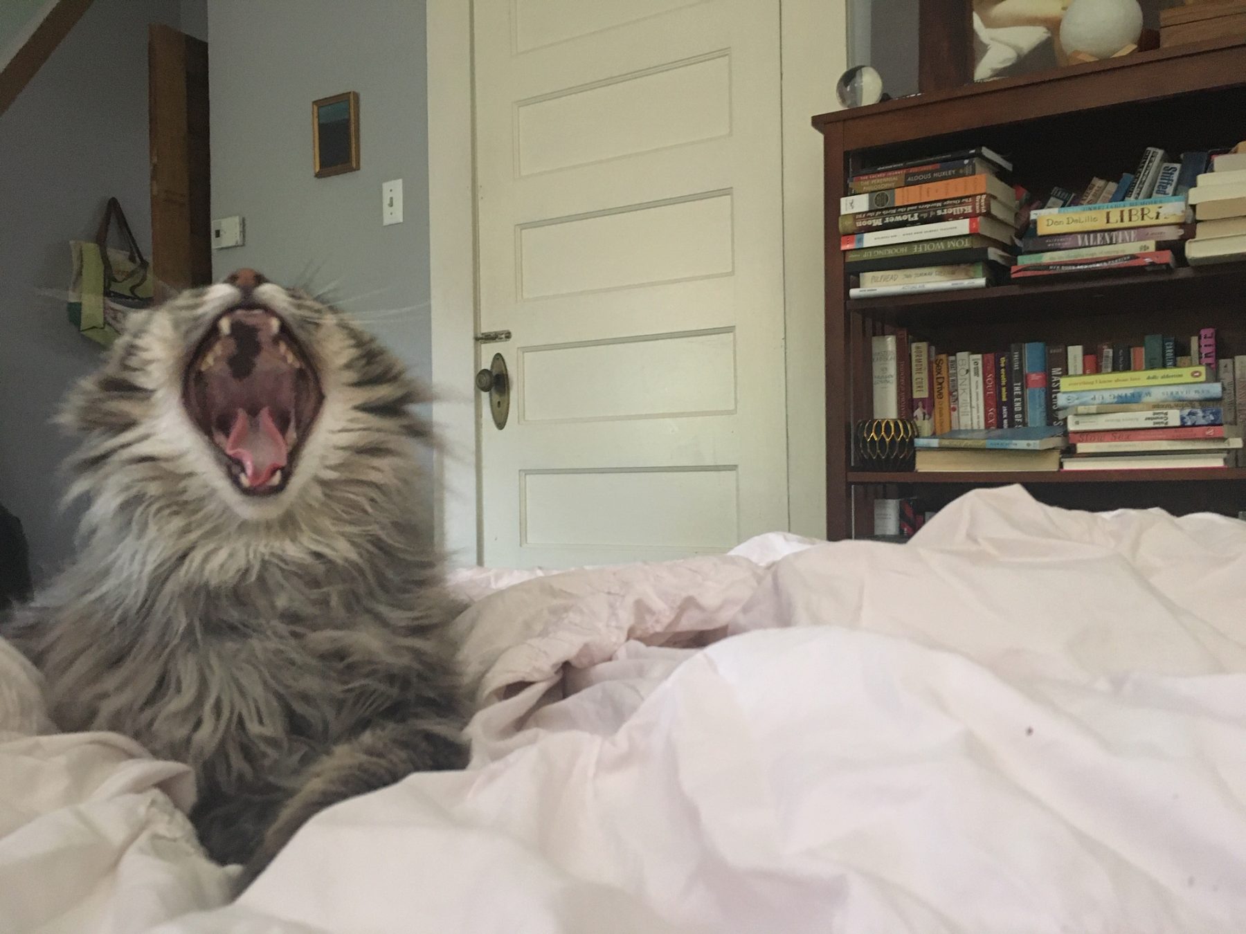 A gray cat opens its mouth