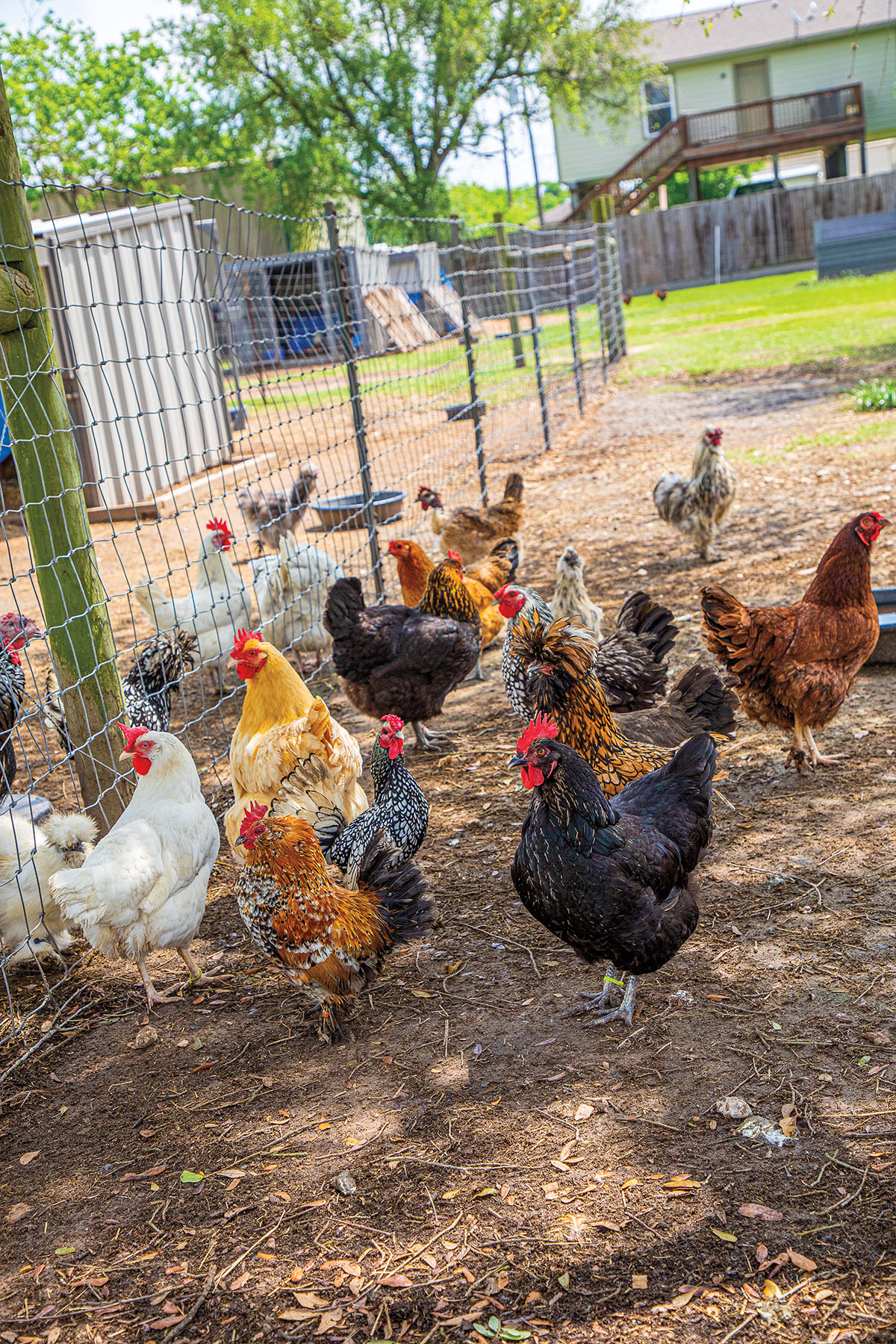 A flock of chickens at SeaBreeze Hens in San Leon Texas