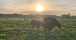 How to Buy Beef Direct From Farms and Ranches Across Texas