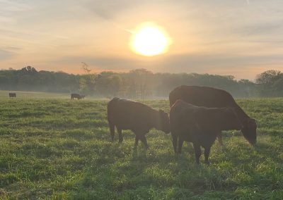 How to Buy Beef Direct From Farms and Ranches Across Texas