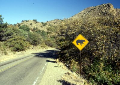 In the Absence of Crowds, Wild Animals Wander Into Normally Human-Heavy Territory at Parks