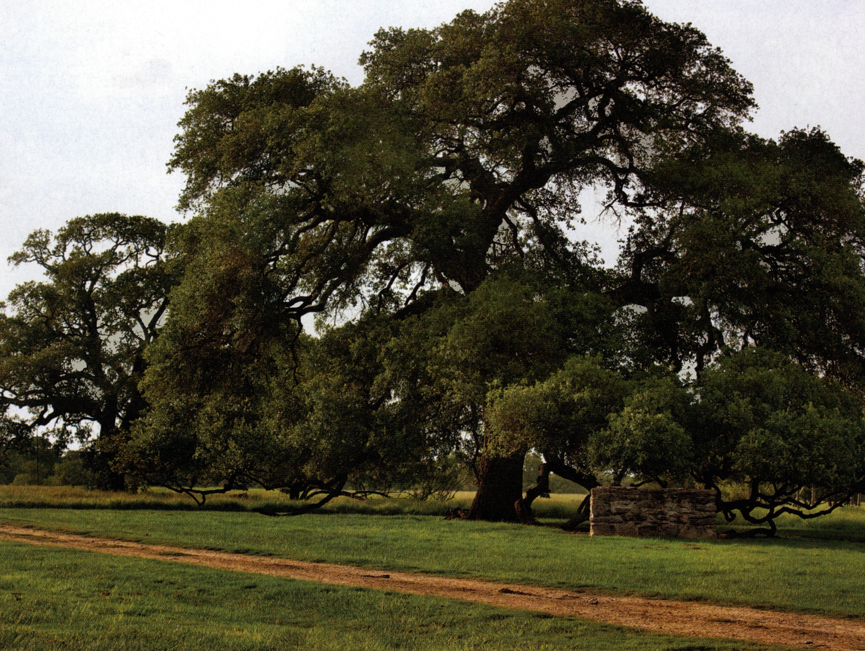 A Tree