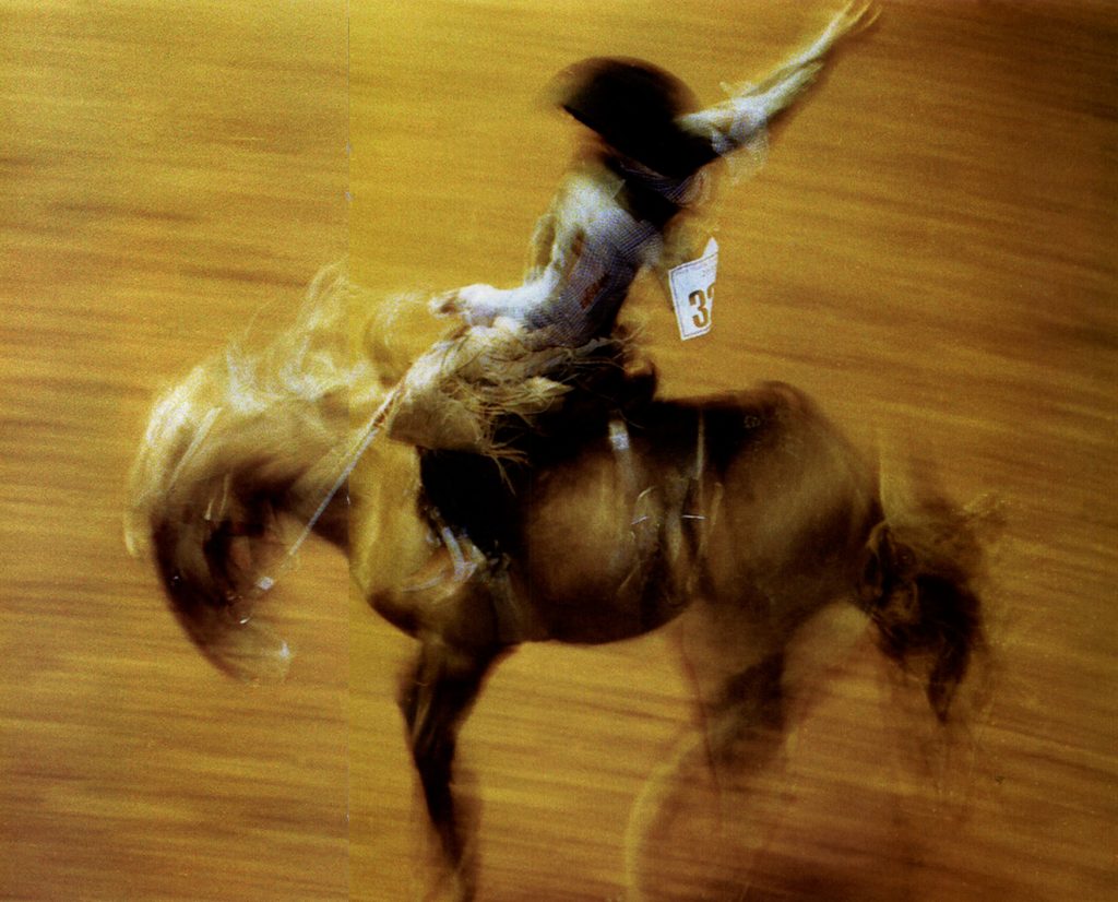 At the Fort Worth Stock Show and Rodeo (January 16-February 8, 2009), a bronc-buster endures a white-knuckled ride.