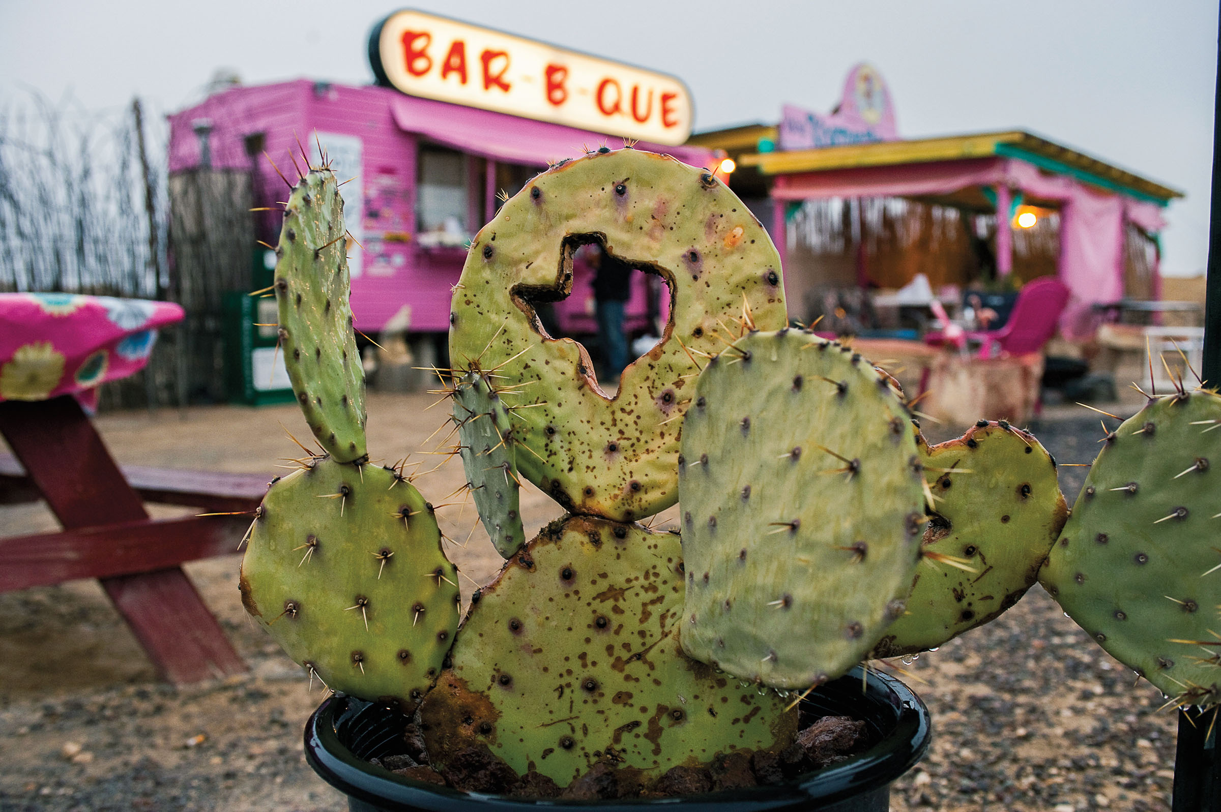 A prickly pear cactus with a small Texas cut out of it in Terlingua Texas